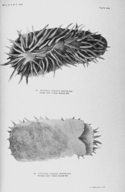 Hopkin's Rosy Nudibranch, Hopkinsia rosacea MacFarland, 1905, by Anna B. Nash. Grayscale scientific drawing of a nudibranch, a spercies of sea slug