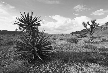 Photograph of the Mojave Desert Black and white photograph of the Mojave Desert, with mountains in the background and scrub and gravel in the foreground