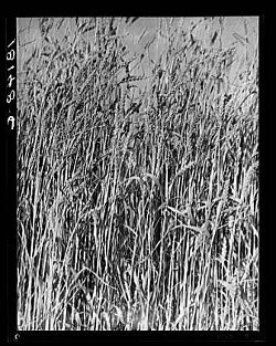 Oklahoma Wheat by Dorothea Lange, 1938. Photograph of a wheat field in stark black and white