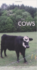The Cows The Cows